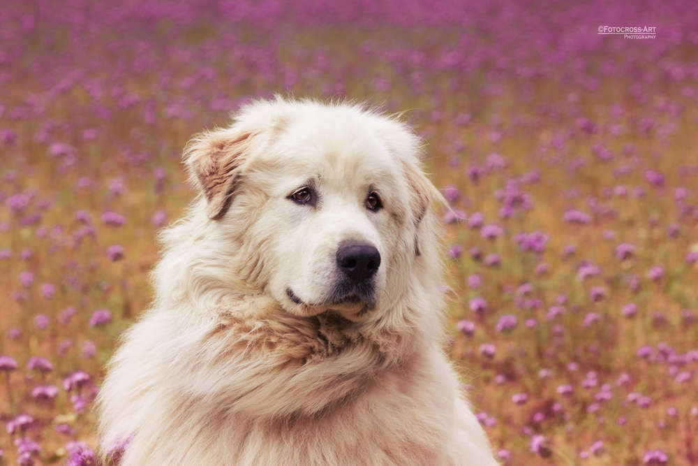 Wollenheit (Wollenheit)