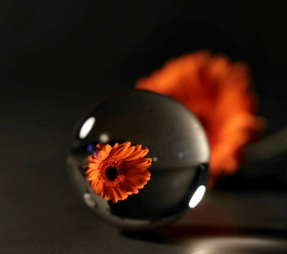 Blume (FotografieHoch3)