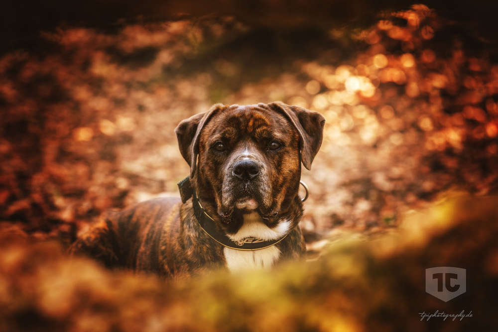 Porzelius-Fotografie.de