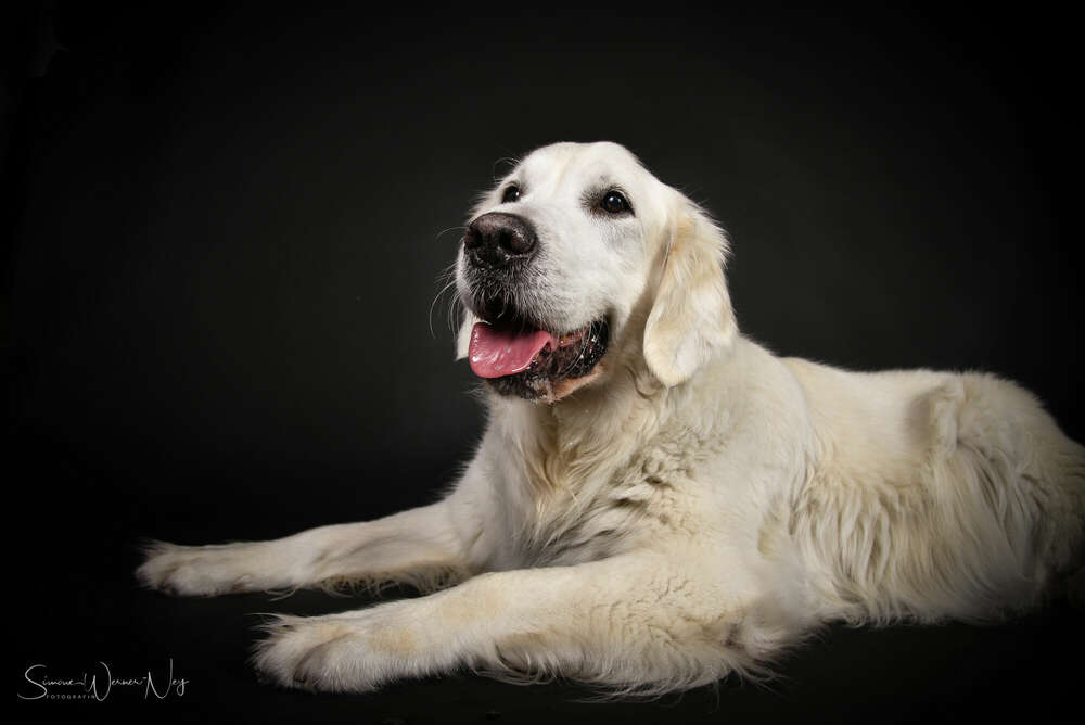 Fotostudio Web Design Stube