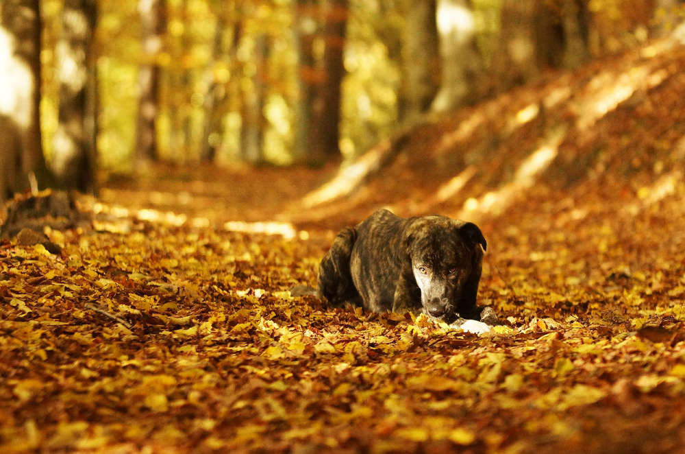 Hund im Herbst (fotostudio4you)