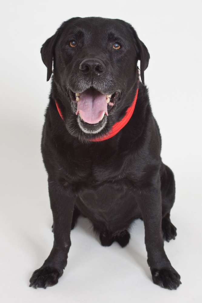 Tierporträt (Atelier Bildermacher Fox)