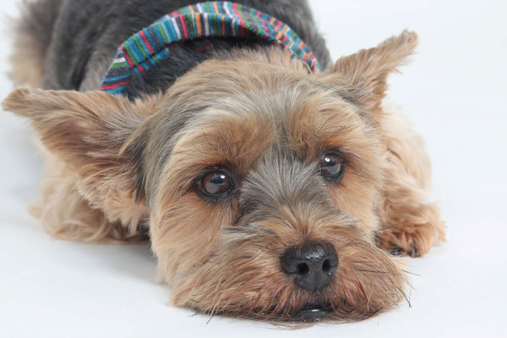 Hundeportrait (Atelier Bildermacher Fox)