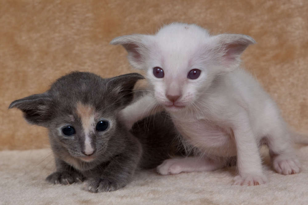 Atelier Bildermacher Fox (Atelier Bildermacher Fox)