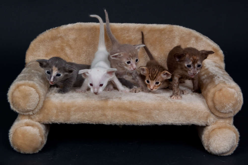 Katzenporträt (Atelier Bildermacher Fox)