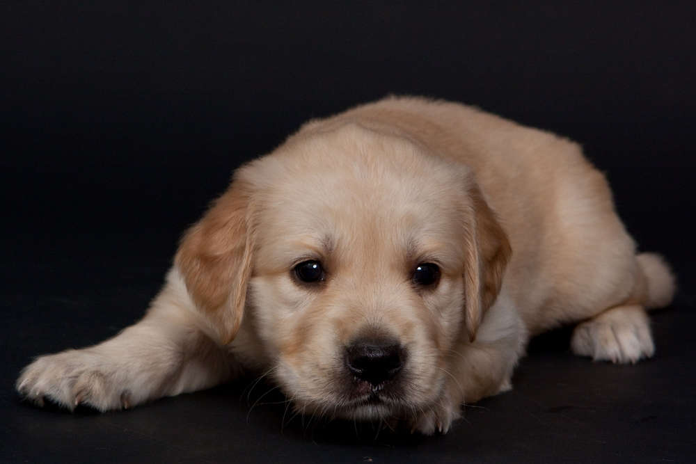 Hundeporträt (Atelier Bildermacher Fox)