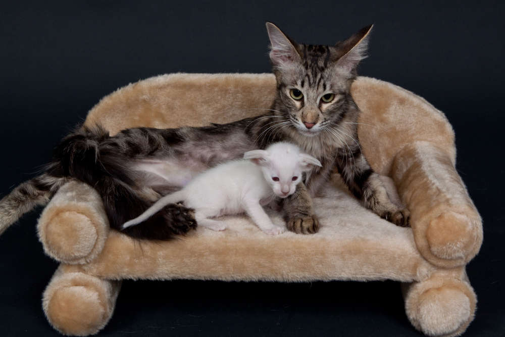 Katzenporträt (Atelier Bildermacher Fox)