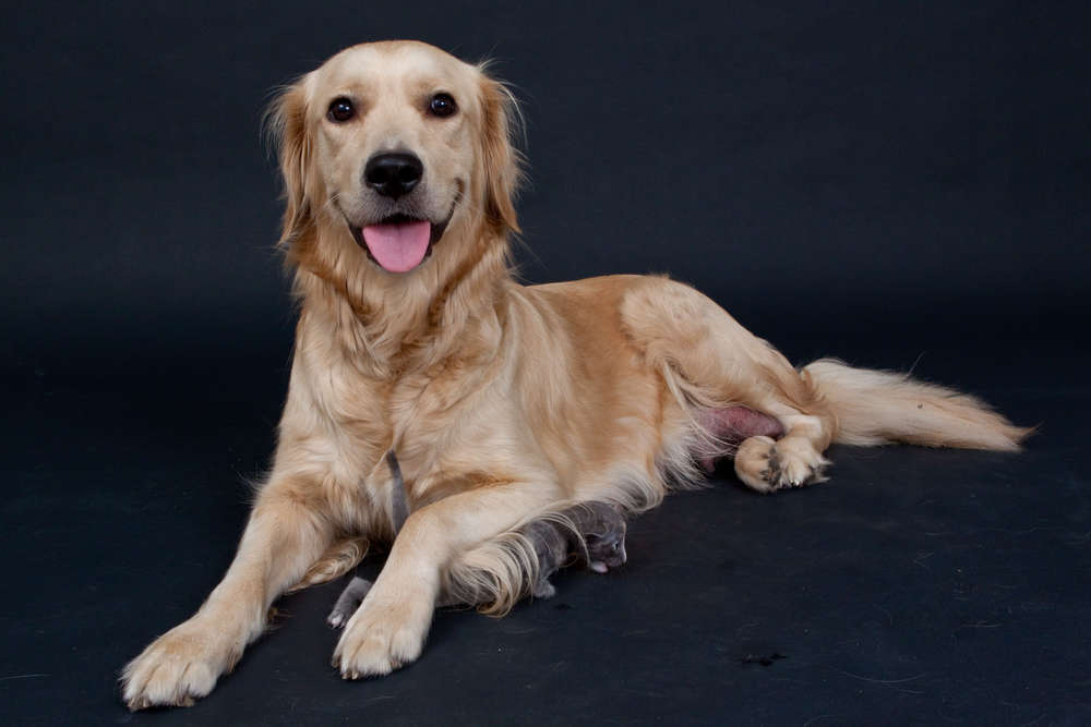 Atelier Bildermacher Fox (Atelier Bildermacher Fox)