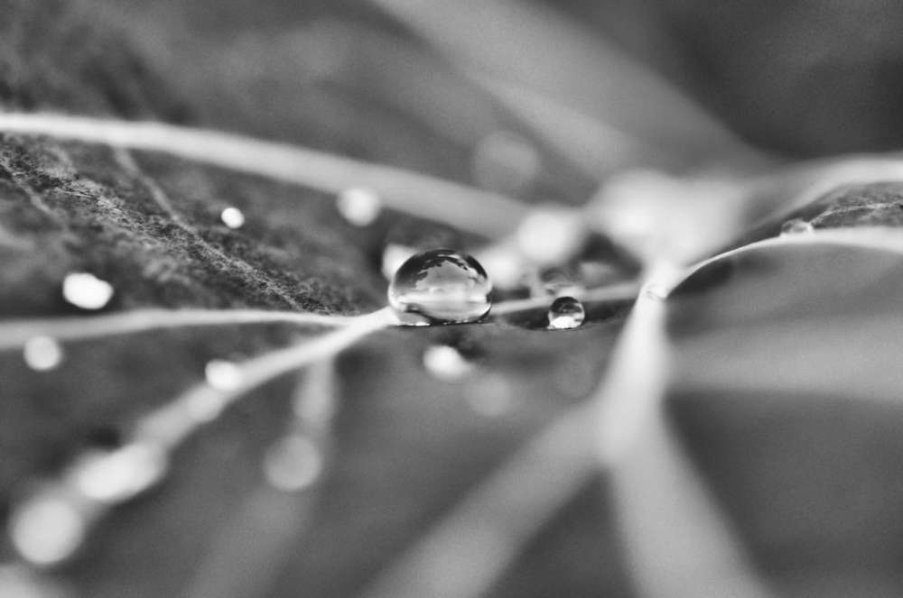 Silbertropfen (http://spiegelbilder.de)