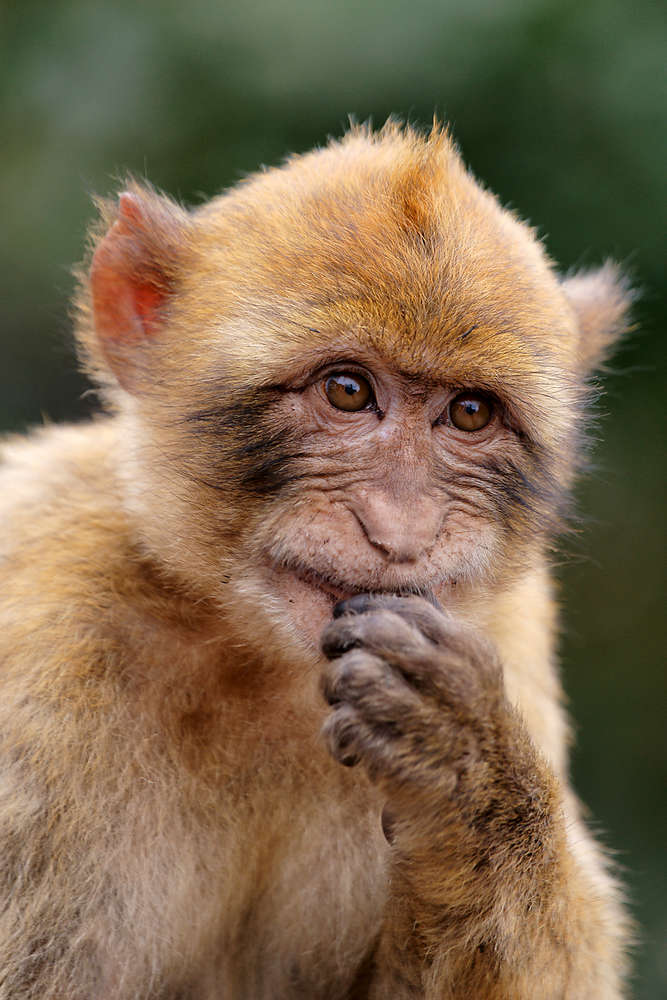 Der Denker (Fotostudio Ernst)