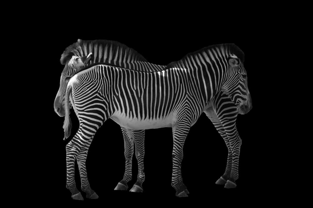 Schwarz auf Weiß - oder umgekehrt :-) (Fotostudio Ernst)