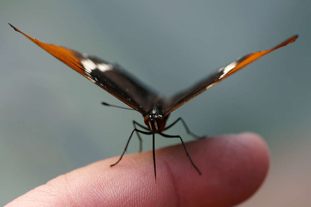 Vertrauensfrage (Fotostudio Ernst)