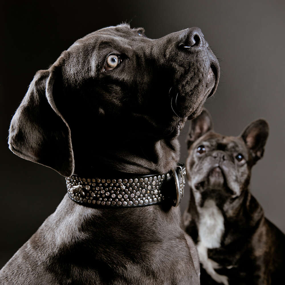 Fotostudio Rerich (Fotostudio Rerich)