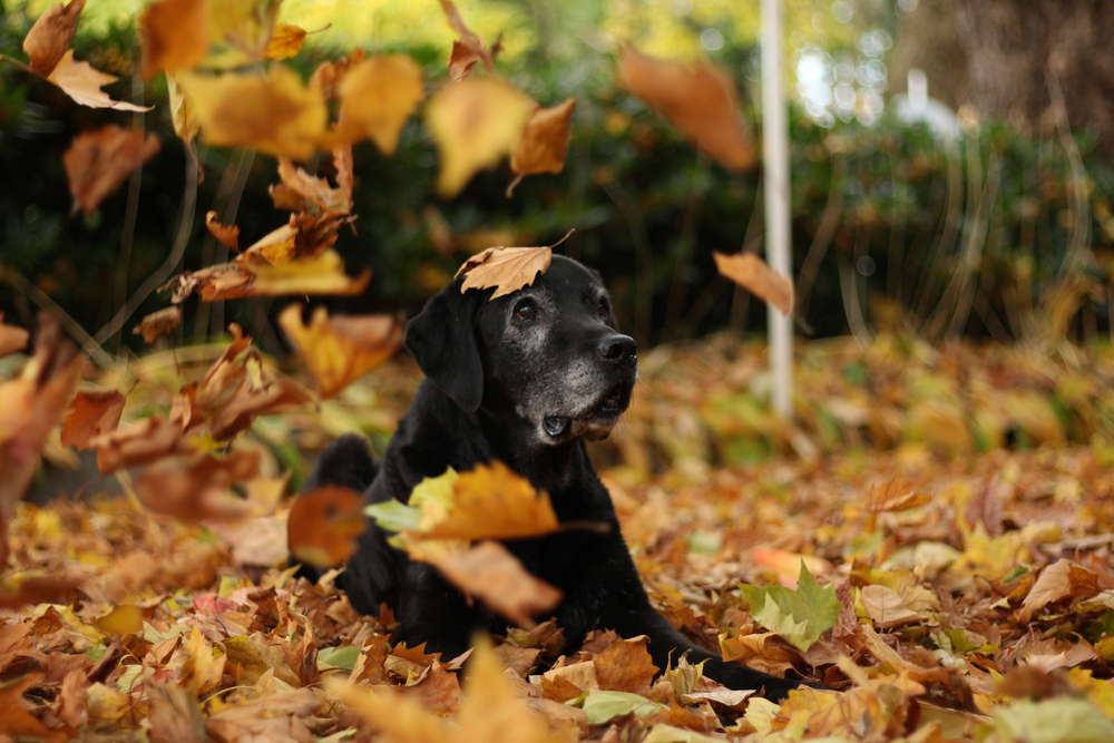 Luke im Blätterregen (Daniel Freckmann Fotografie)