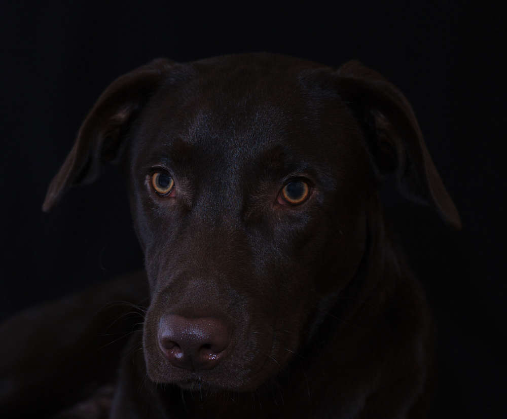Balu (Daniel Freckmann Fotografie)