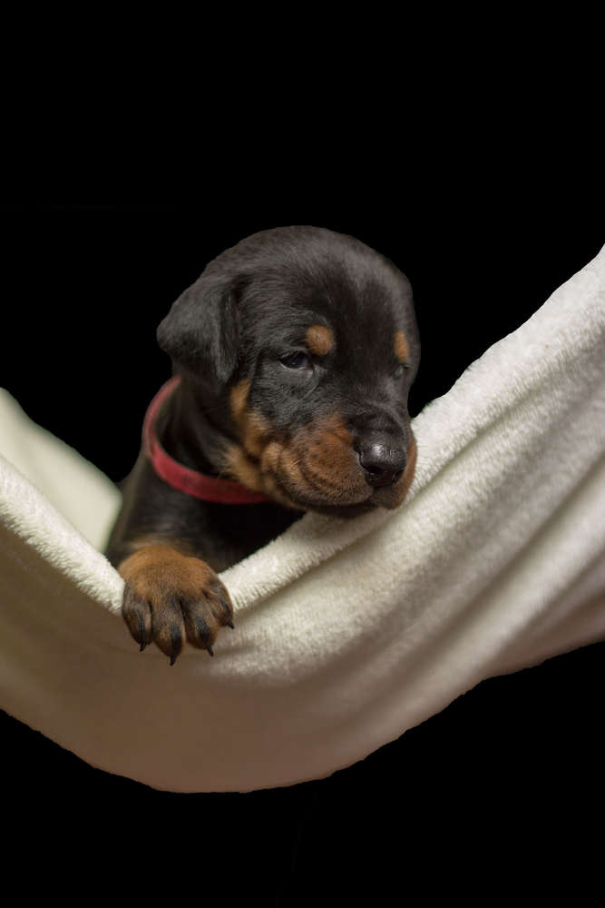 Dobermann ganz klein (Daniel Freckmann Fotografie)