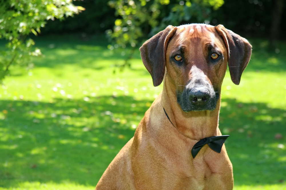 Rita´s Fotostudio (Rita´s Fotostudio)