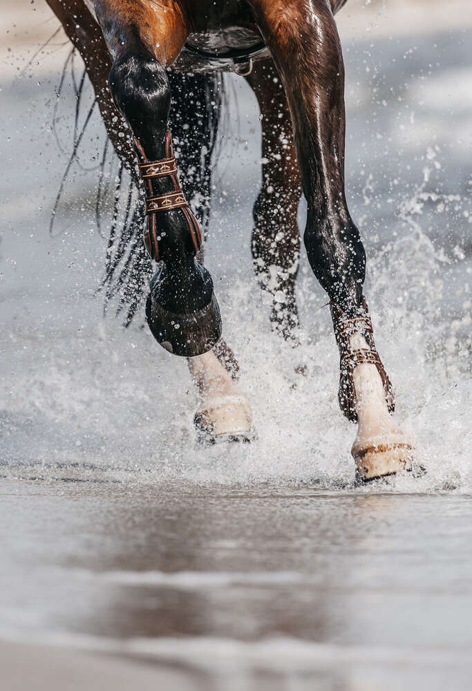 Fotografin für Mensch, Tiere und Ferienimmobilien