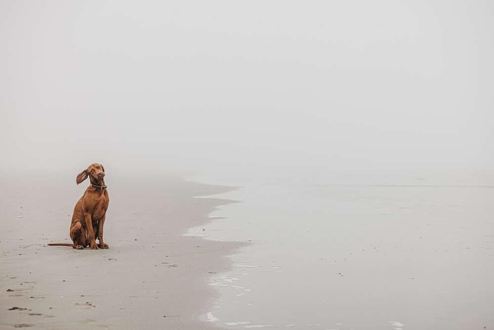 Fotografin für Mensch, Tiere und Ferienimmobilien (Fotografin für Mensch, Tiere und Ferienimmobilien)