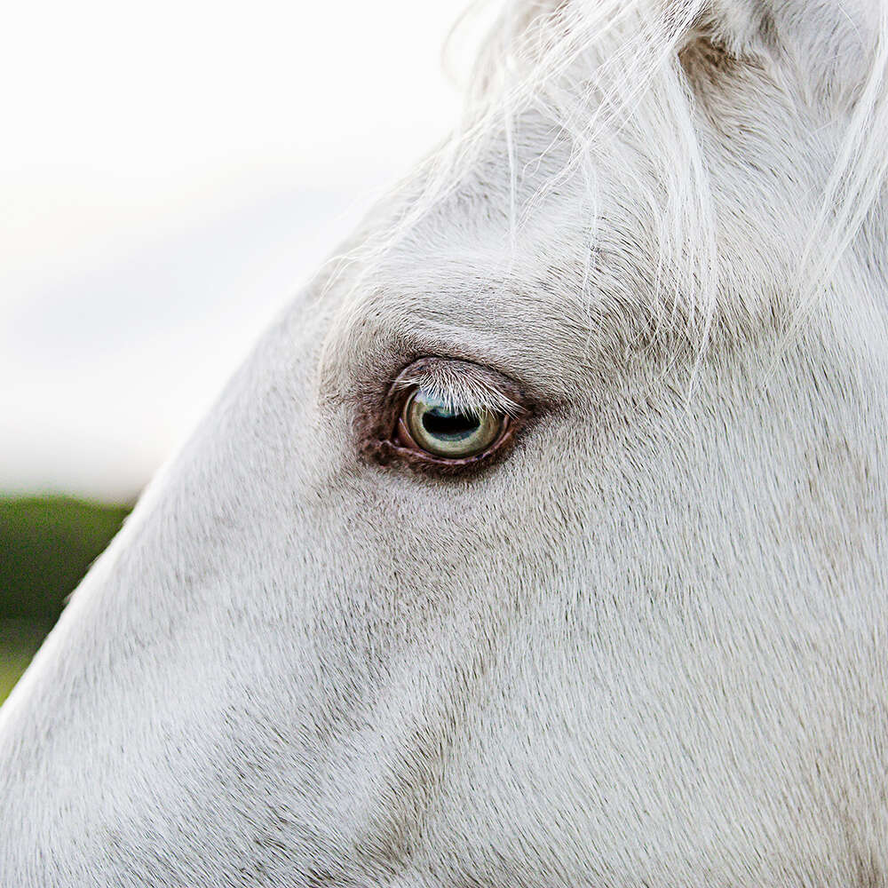 Fotografin für Mensch, Tiere und Ferienimmobilien