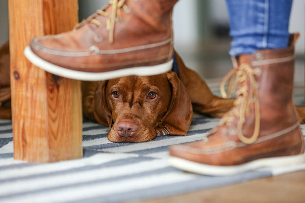 Landhausfeeling (Fotografin für Mensch, Tiere und Ferienimmobilien)