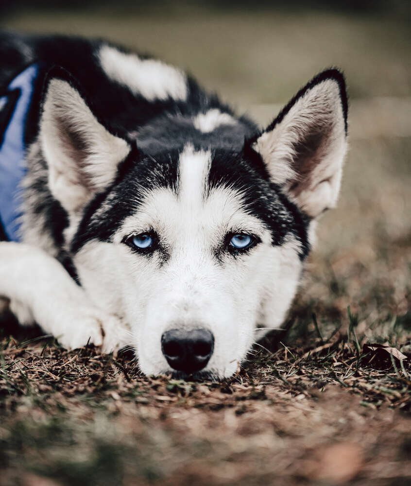 Hundeportraits von Huskys 