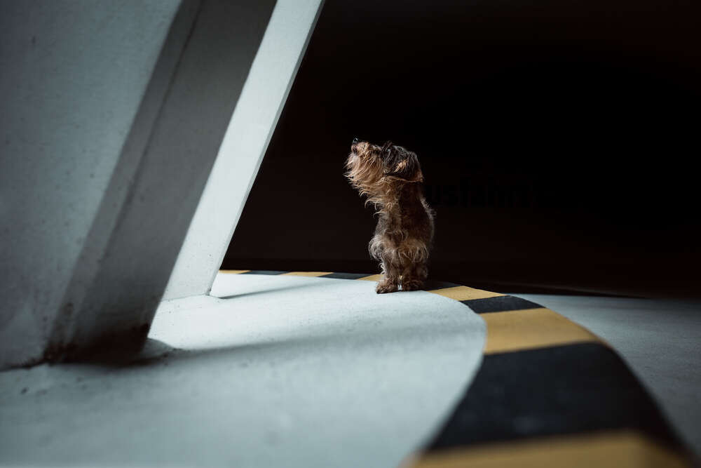 lost.in.dogs (lost.in.dogs)