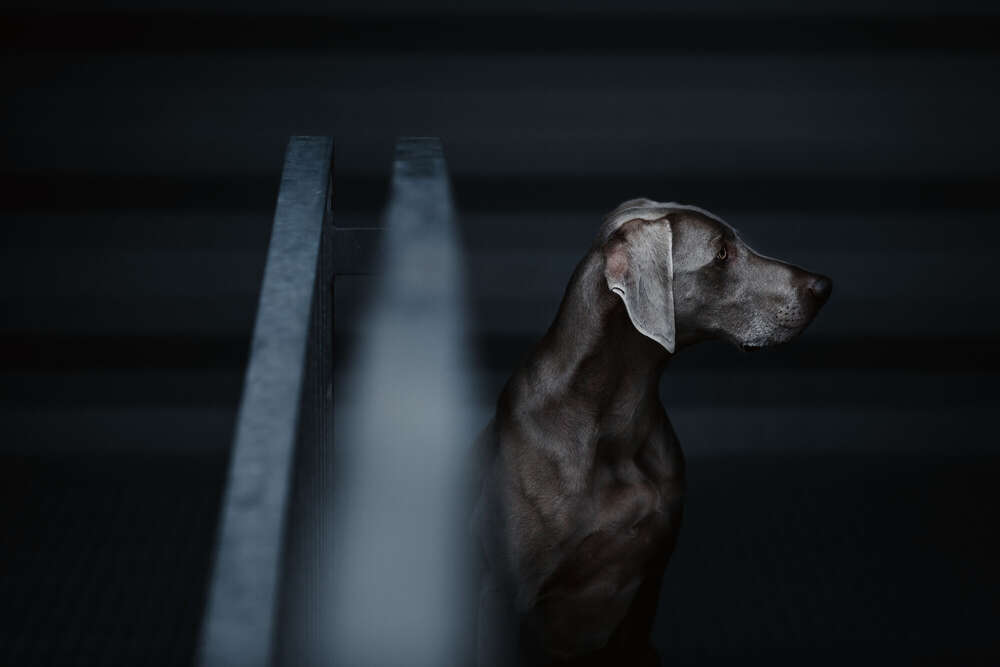 lost.in.dogs (lost.in.dogs)