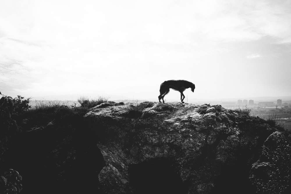 citydog (lost.in.dogs)