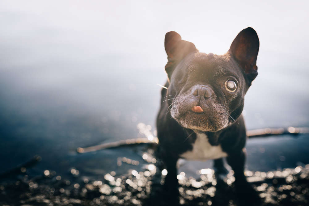 bokehlove (lost.in.dogs)