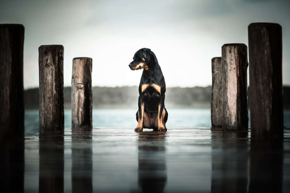 feel the rain (lost.in.dogs)