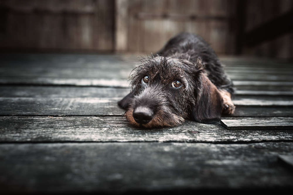 dackelblick (lost.in.dogs)