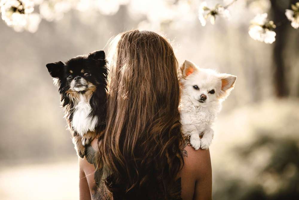 T R I O (lost.in.dogs)