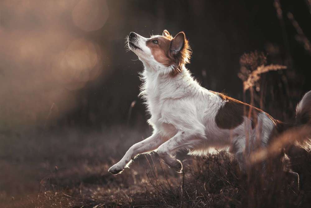 C A R U S O (lost.in.dogs)