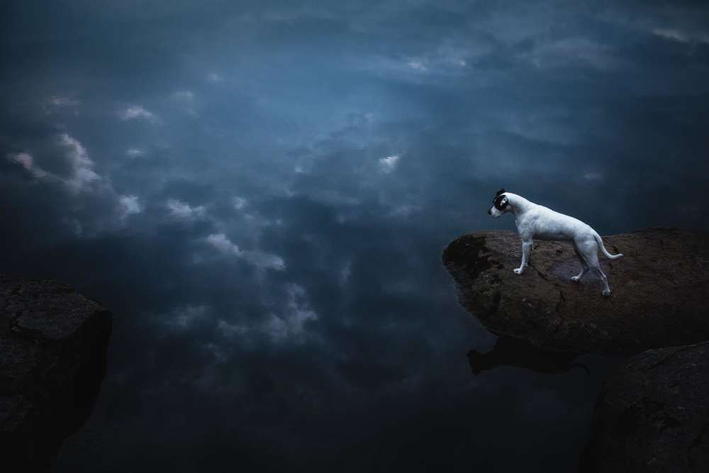 C L O U D S (lost.in.dogs)