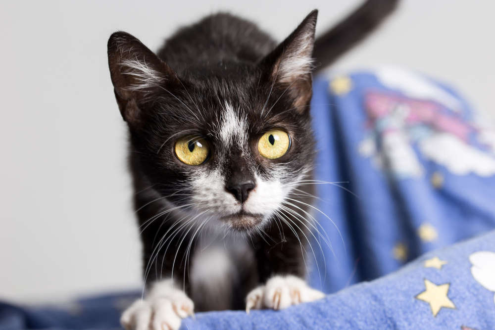 Der CHRIS Fotografie (Der CHRIS Fotografie)