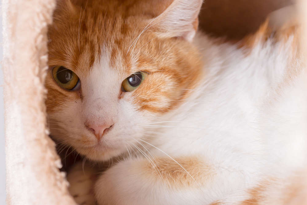 Der CHRIS Fotografie (Der CHRIS Fotografie)