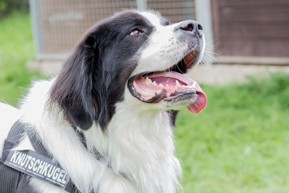 Der CHRIS Fotografie (Der CHRIS Fotografie)