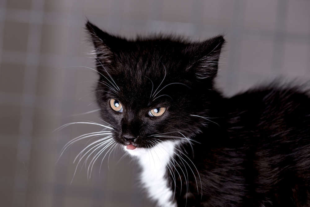 Der CHRIS Fotografie (Der CHRIS Fotografie)