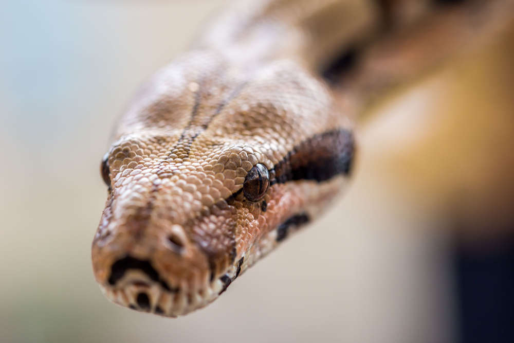 Der CHRIS Fotografie (Der CHRIS Fotografie)