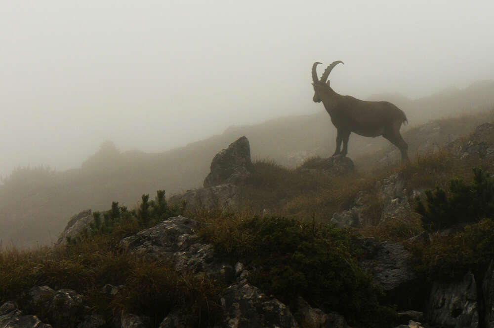 Steinbock (Gipfelfieber Studio)