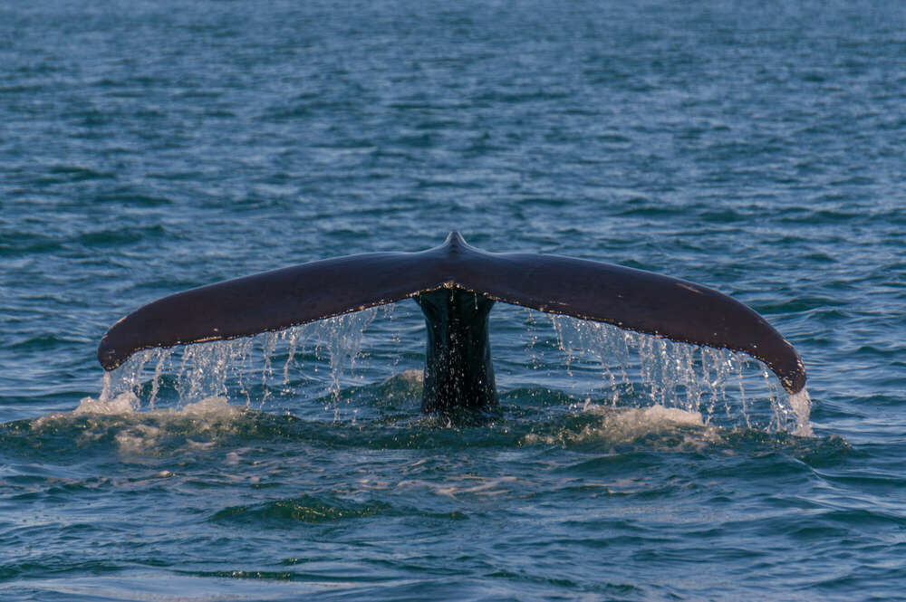 Wal (Gipfelfieber Studio)