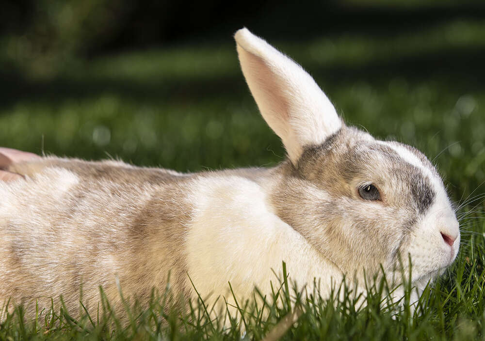 Kaninchen  hellbraun weis (www.studio-one.fotograf.de)