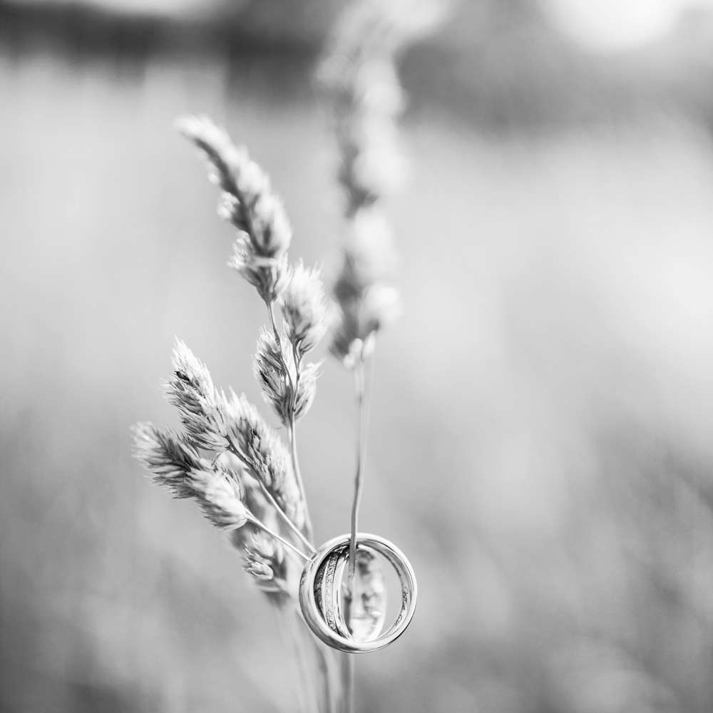 Hochzeitsringe (Christian Staehle Fotogafie)