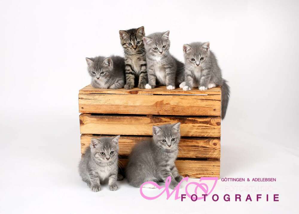 Katzenbabys (MI Fotografie by Foto Iben)