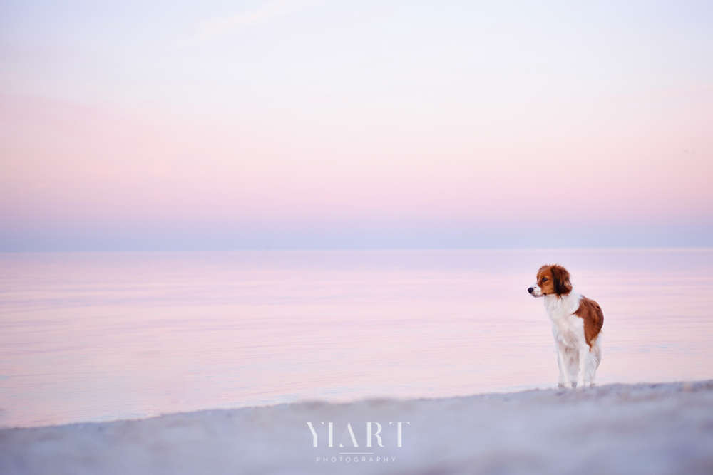 YIART Hundefotografie