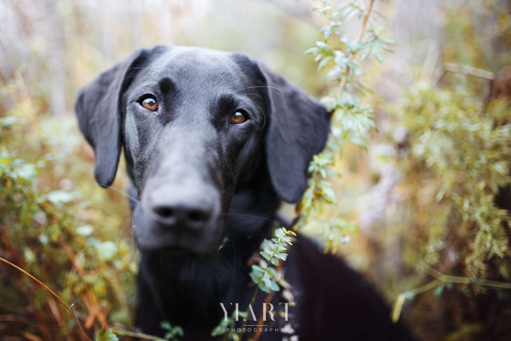 YIART Hundefotografie