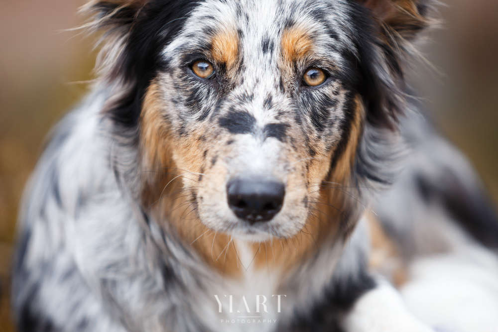 YIART Hundefotografie