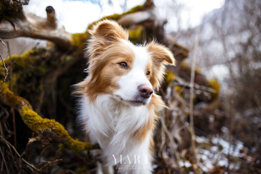 YIART Hundefotografie