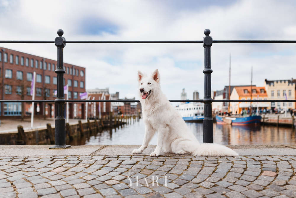 YIART Hundefotografie